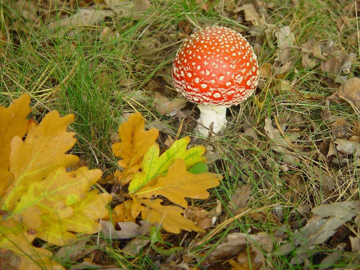 Park De Haeghehorst Hotell Ermelo Eksteriør bilde